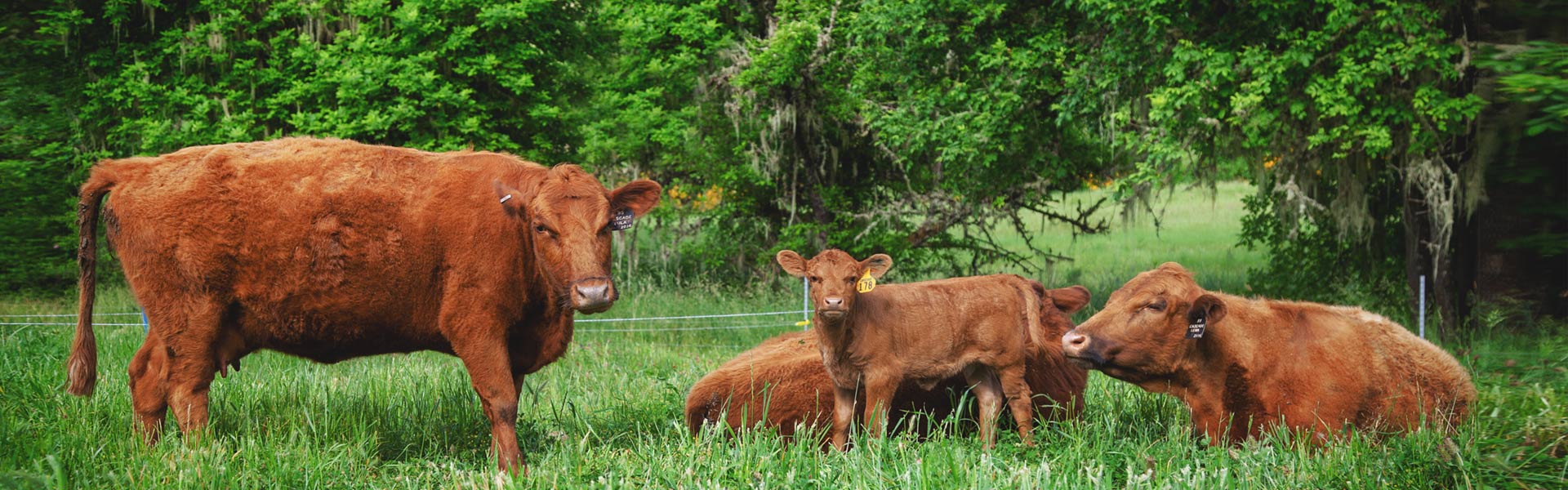 dexter_cows
