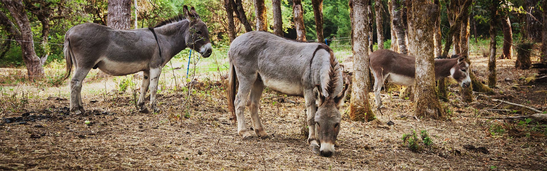 donkeys