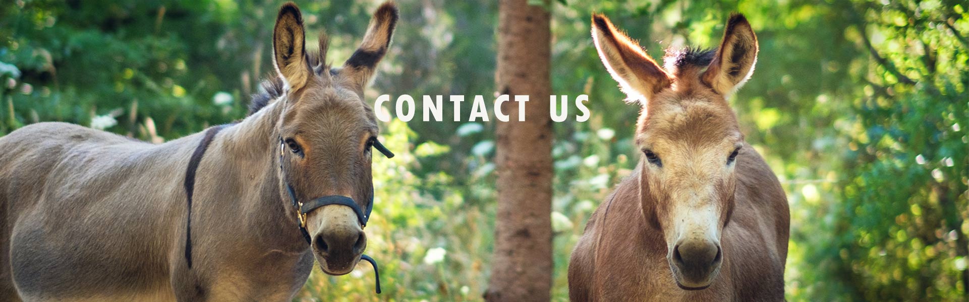 trf_contact