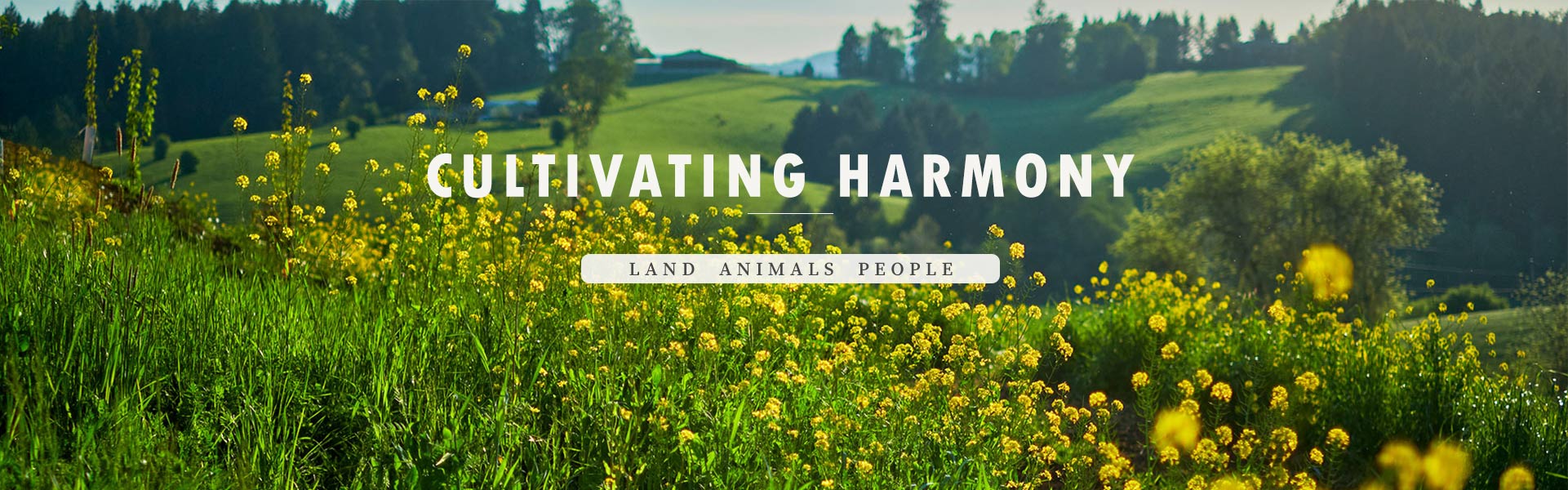 trf_home-header Photo of Tabula Rasa pasture